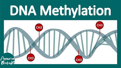 Methylation and health