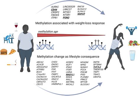 Methylation and lifestyle