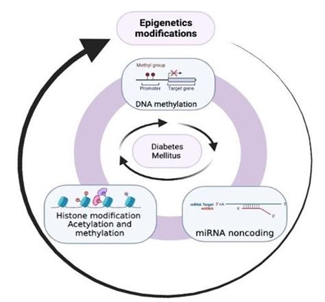 Methylation and Nutrition