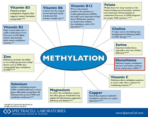 Methylation and nutrition