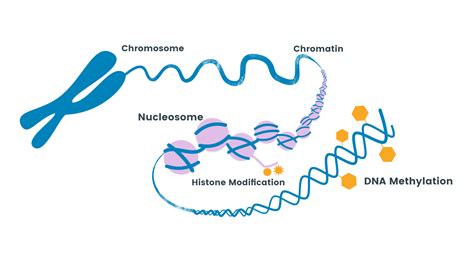 Methylation Genetics