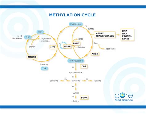 Methylation process