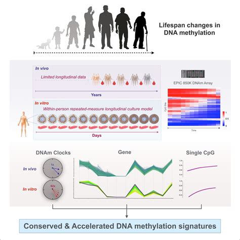 Methylation research