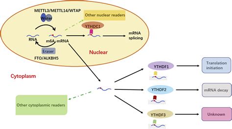 Methylation Testing for Cardiovascular Disease