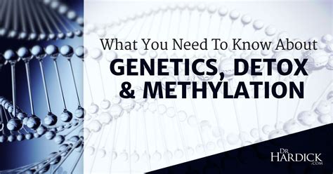 Methylation Testing for Detoxification