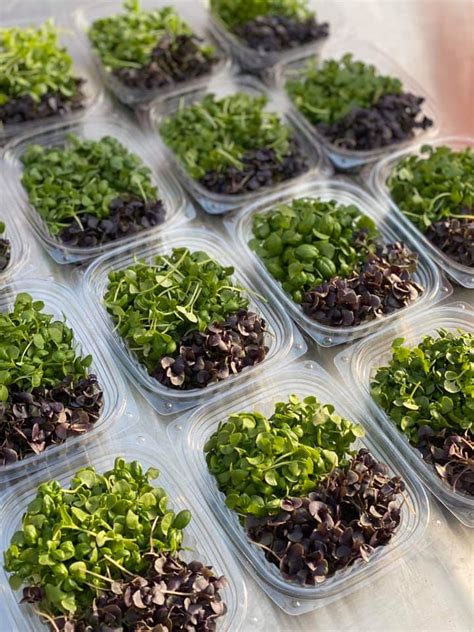 Microgreens farmers market