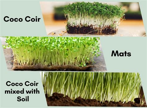 Microgreens growing methods