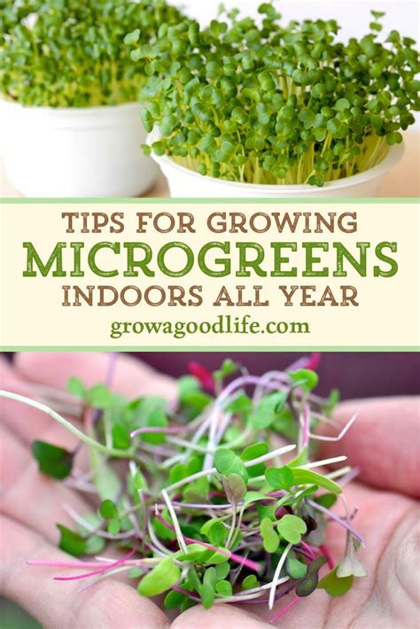 Microgreens growing tips