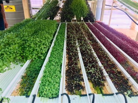 Microgreens hydroponic system