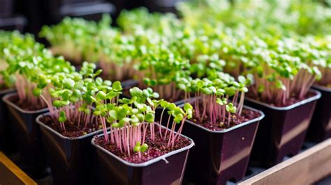 Microgreens marketing strategies