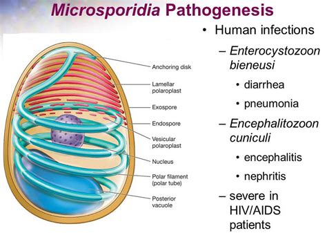 Microsporidia Transmission