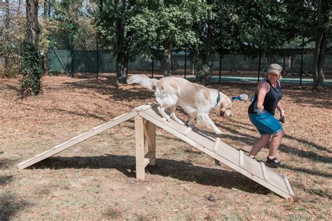 Military dog agility training