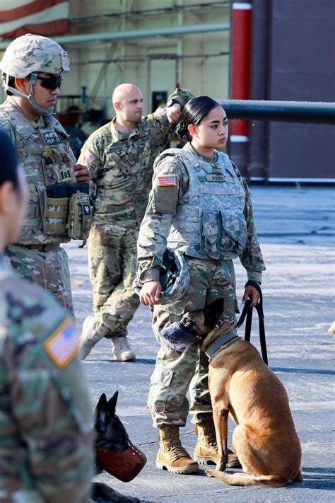 Military Dog Handler in Action