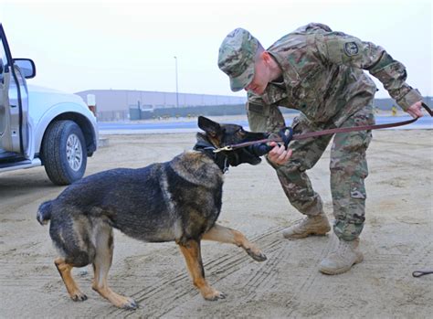 Military Dog Handler Salary Chart