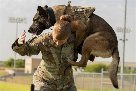 Military dog handlers and their canine partners serve in a variety of roles