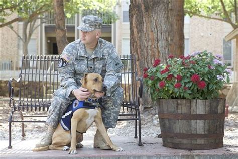 Military dog mental health