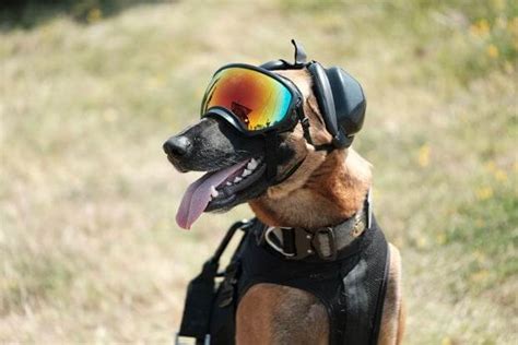 Military dog night training