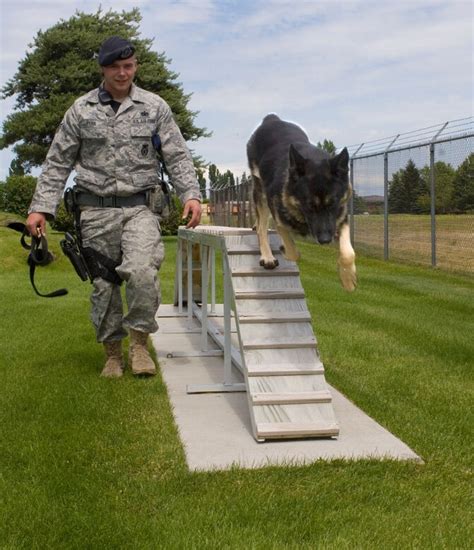 Military dog obstacle course training