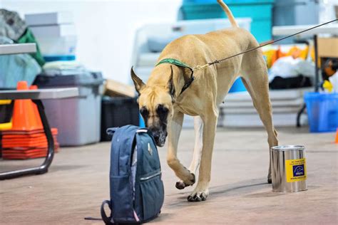 Military dog scent work training