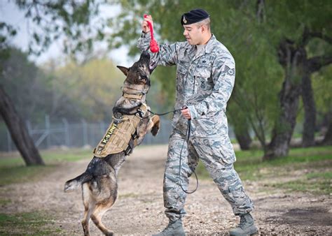 Military dogs in training