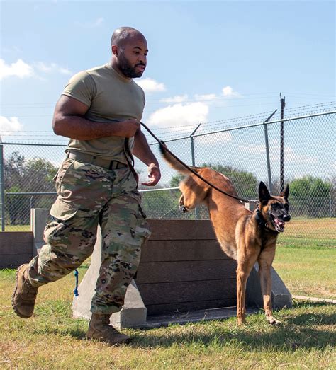 Military dog training exercise