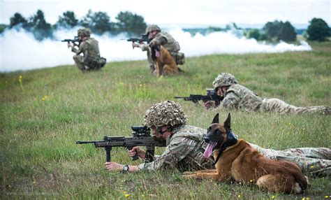 Military dog water training