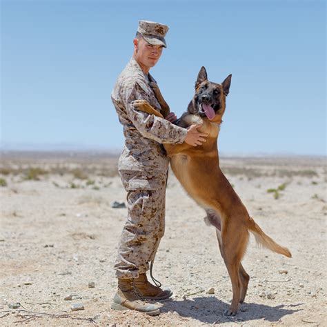 Military dogs in action