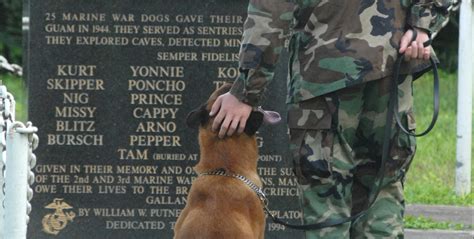 Military dogs receiving awards