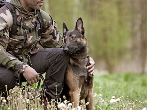 Military dogs receiving care