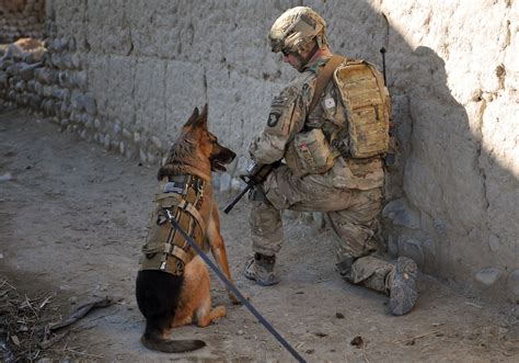 Military dogs being deployed