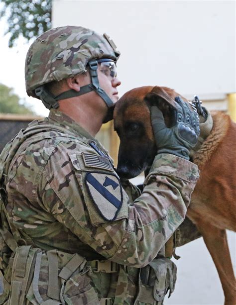 Military dogs in deployment