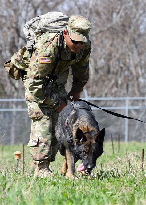 Military dogs conducting detection work