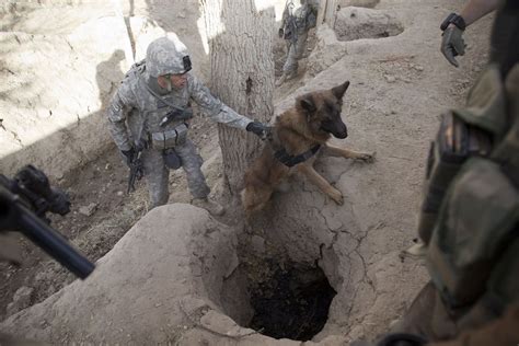 Military dogs in explosives detection gallery