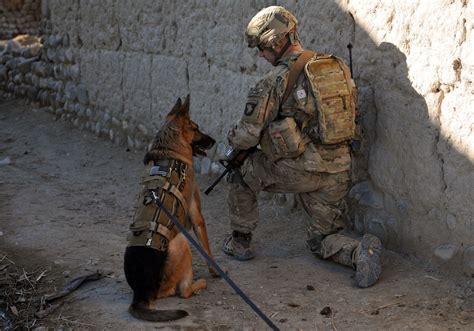 Military dogs in modern warfare