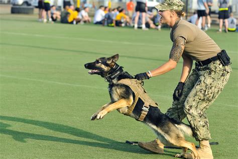 Military dogs in patrol training