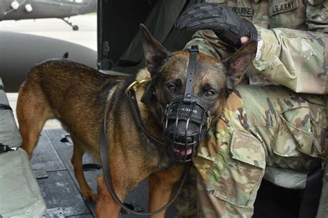 Military dogs performing their roles