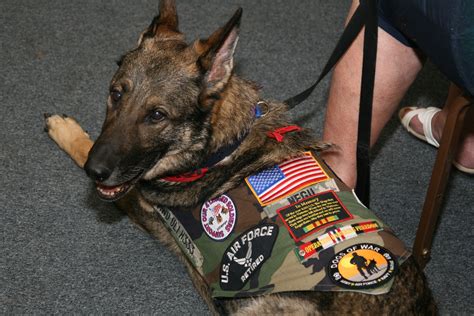 Military dogs in service gallery