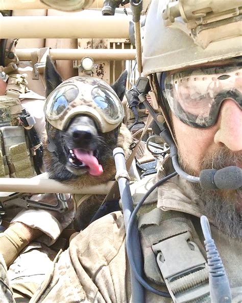 Military dogs in special operations