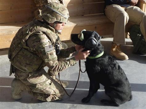 Military dogs providing therapy