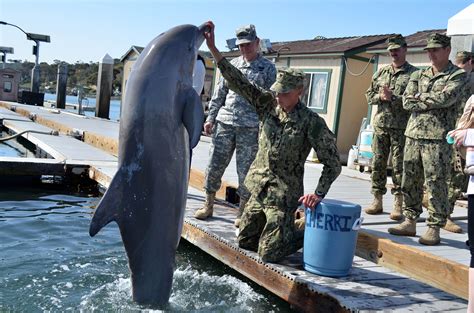 Military Dolphins