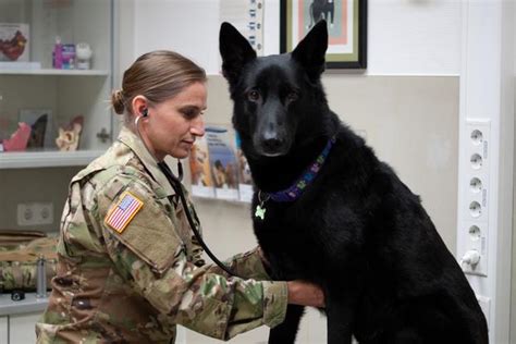 Military Veterinarian at Hospital