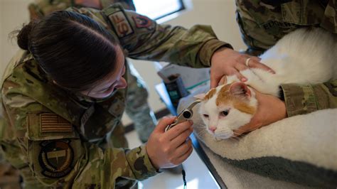 Military Veterinarian at Work