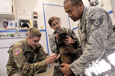 Military Veterinarian Examining Equipment