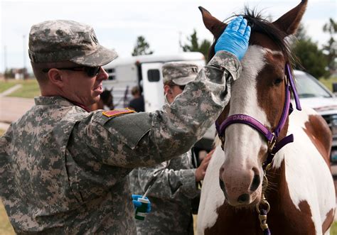 Military Veterinarian Examining Horse