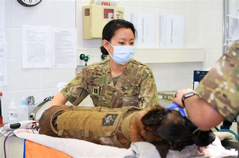 Military Veterinarian Expertise