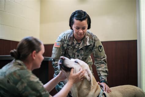 Military Veterinarian in Field