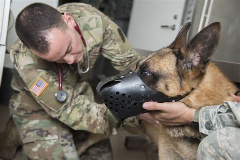 Military Veterinarian with Team