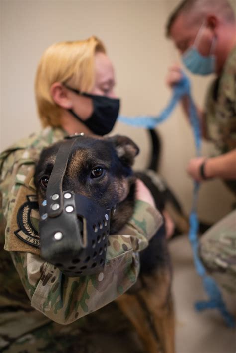 Military veterinarians in a hospital setting