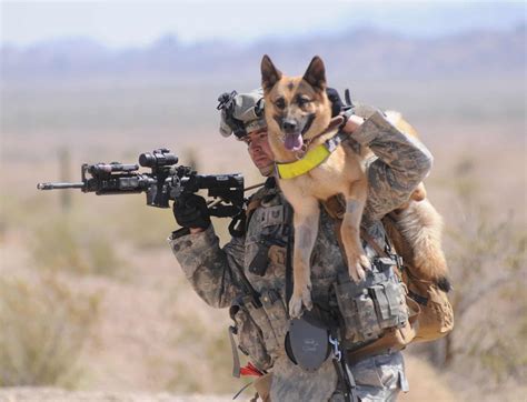 Military Working Dog in Action