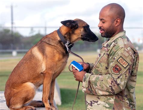 Military Working Dog